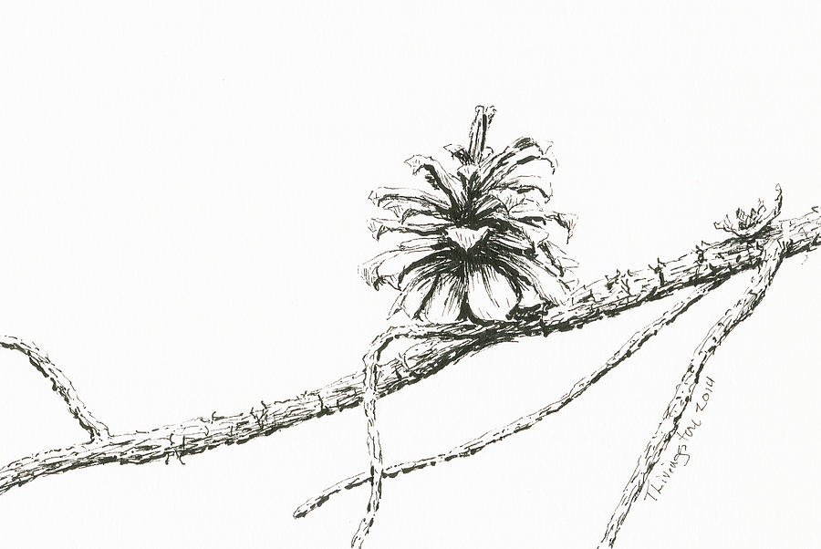 Lodgepole Pine Cone Drawing by Timothy Livingston