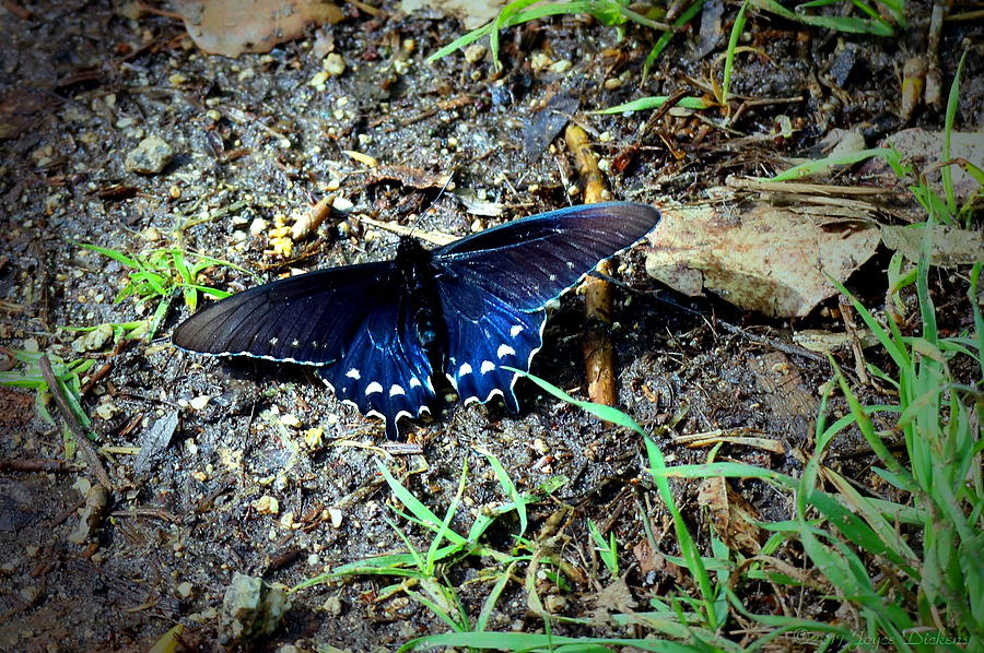 Lodi Lake Butterfly Photograph by Joyce Dickens