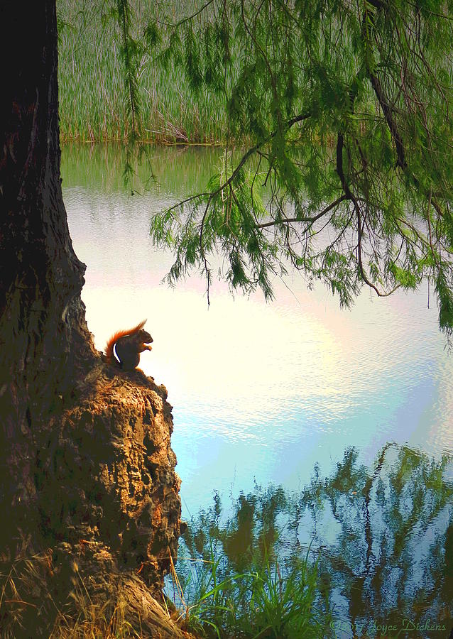 Lodi Lake Red Squirrel Photograph by Joyce Dickens