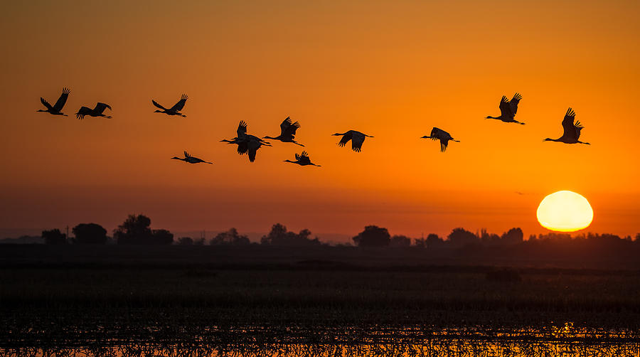 Lodi Sunrise - Birdscape Photograph by Phoo Chan - Fine Art America