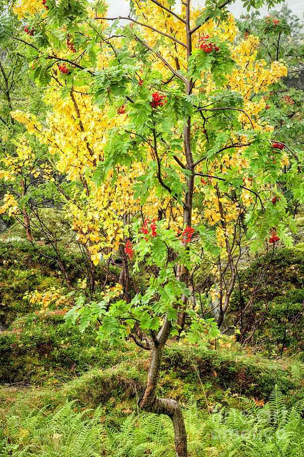 Lofoten In Autumn 36 Photograph by Timothy Hacker