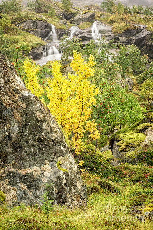 Lofoten In Autumn 7 Photograph by Timothy Hacker