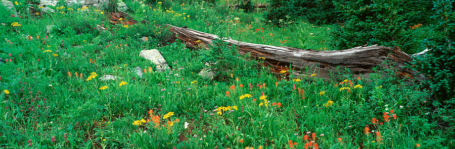 Log Amid Alpine Flowers, Ouray, Colorado Photograph by Panoramic Images