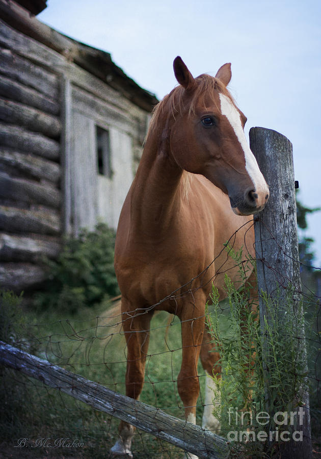 Log Barn and Horse Photograph by Barbara McMahon