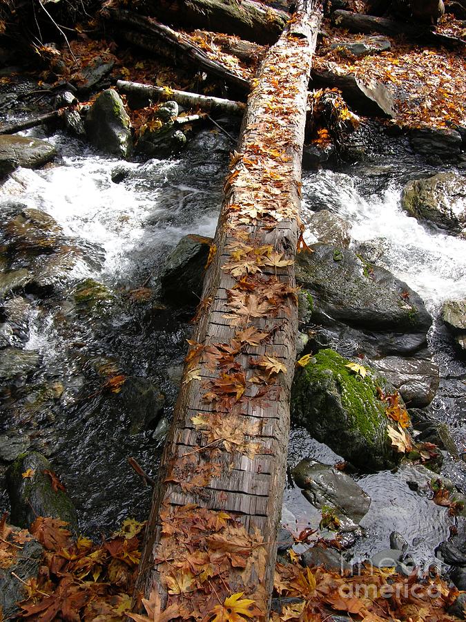 Log Bridge Olympic Rainforest Photograph by Bruce Chevillat - Pixels