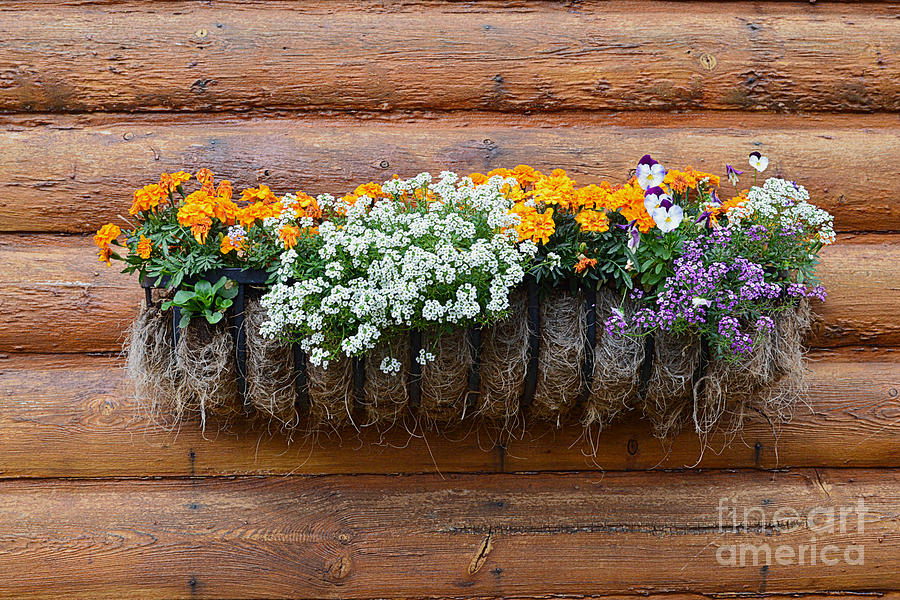 Log Cabin Flower Planter Photograph by Catherine Sherman