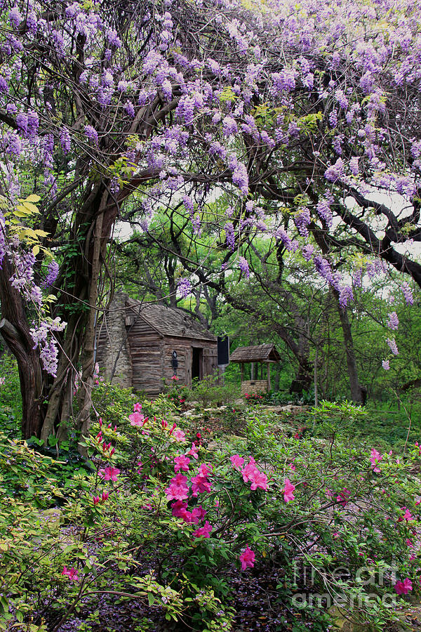 Spring Photograph - Log Cabin by Gayle Johnson