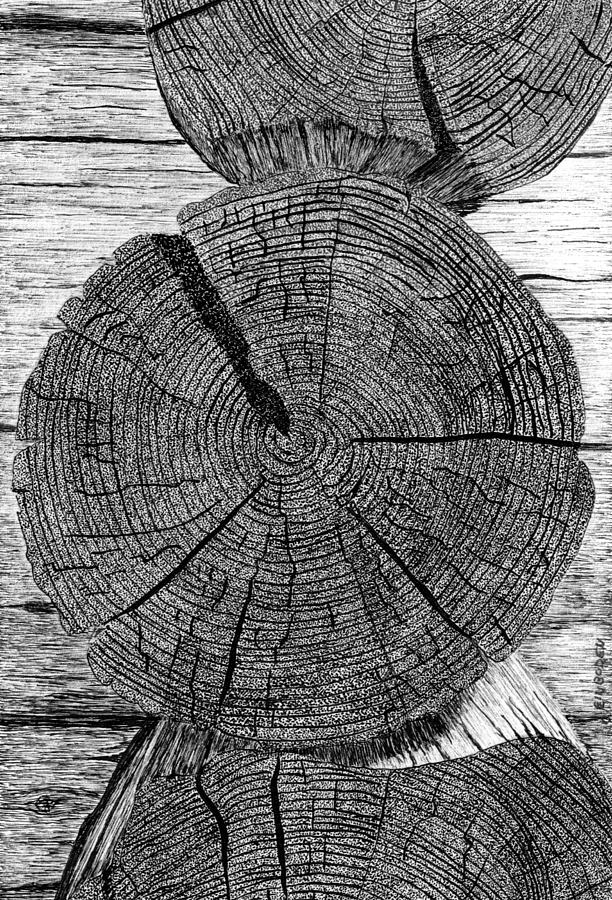 Logs Drawing - Log ends by Ed Einboden