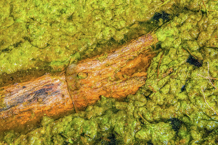 Log in Algae by Tom Potter Log in Algae by Tom Potter