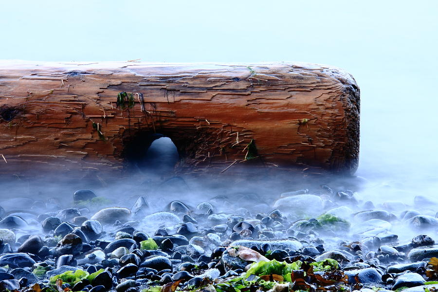 Log In Slow Tide Photograph by Kreddible Trout