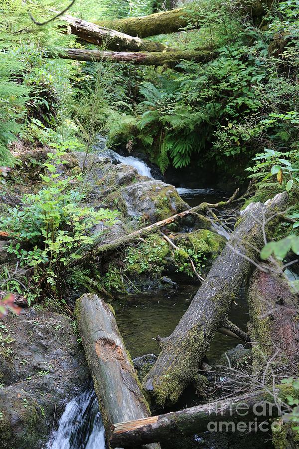 Log Jam in Rainforest Stream Photograph by Carol Groenen