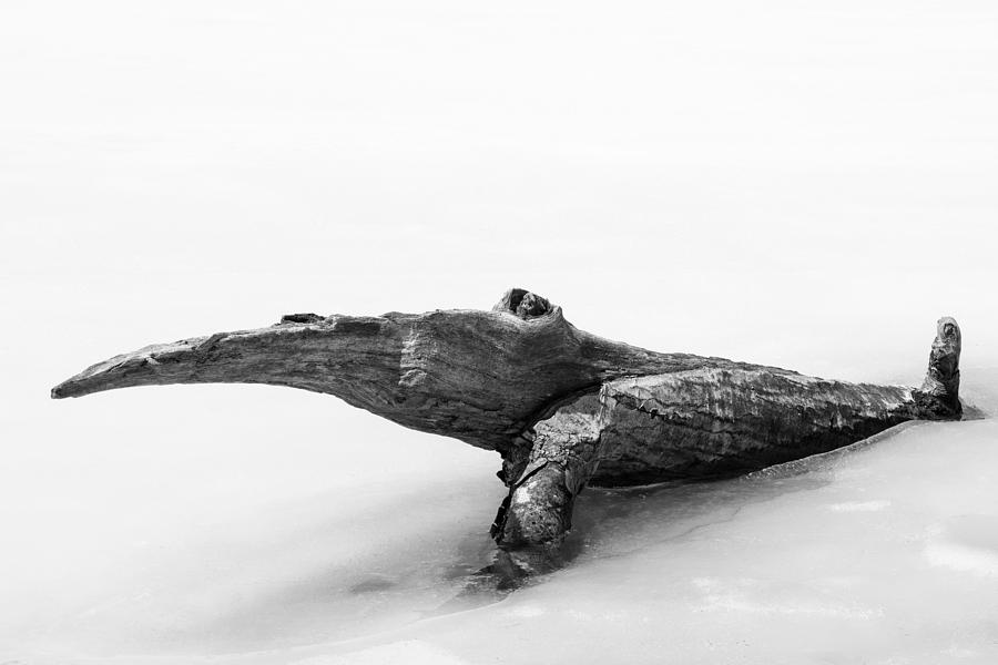 Log Monster Photograph by Michael Hubley