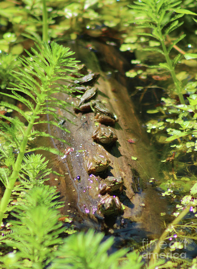 Frog Photograph - Log of Green Frogs Lined Up in a Row by Maili Page