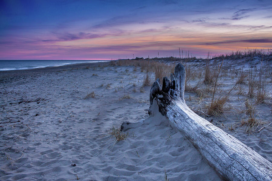Log on the beach Photograph by Eddy Bernardo