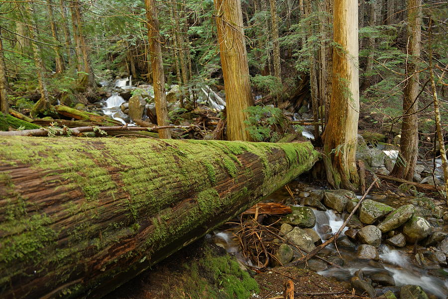 Log over a stream Photograph by Jeff Swan Pixels