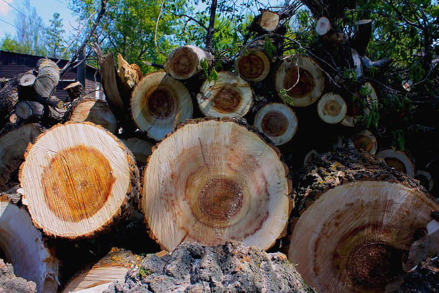 Log Pile Photograph by David Matthews
