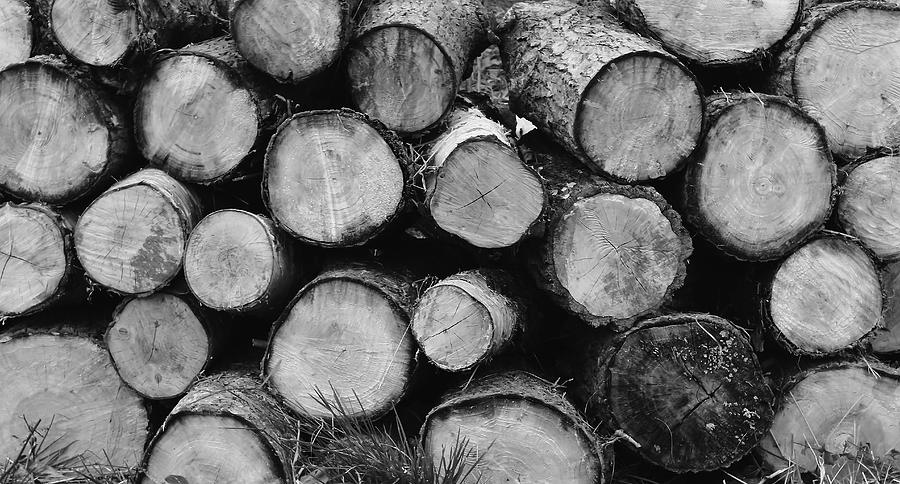 Log Pile Monochrome Photograph by Jeff Townsend