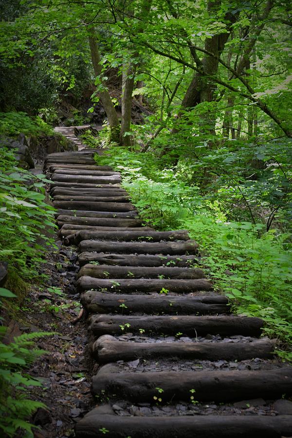 Log Stairs Photograph by Mark Mitchell - Fine Art America