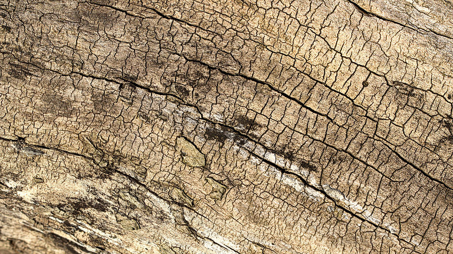 Log Texture Photograph by Joseph Skompski