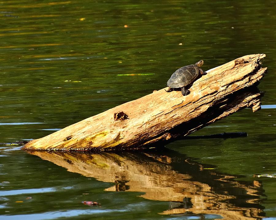 Log Turtle L 3584 Photograph by Jerry Sodorff