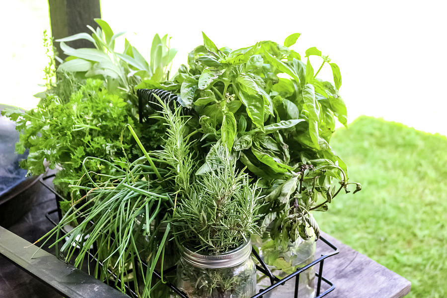 Log Village Fresh Herbs Photograph by Cynthia Woods - Pixels