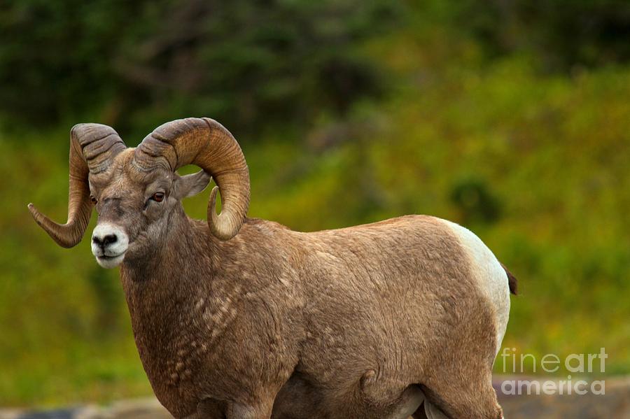 Logan Pass Bighorn Sheep Ram Photograph by Adam Jewell - Pixels