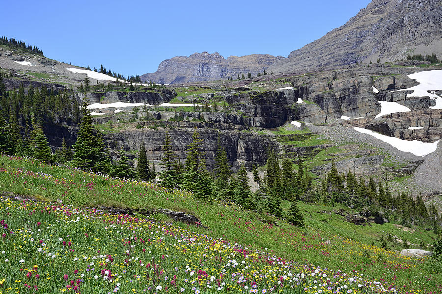 Logan Pass Wildflowers in Glacier National Park 1.1 Photograph by Bruce Gourley