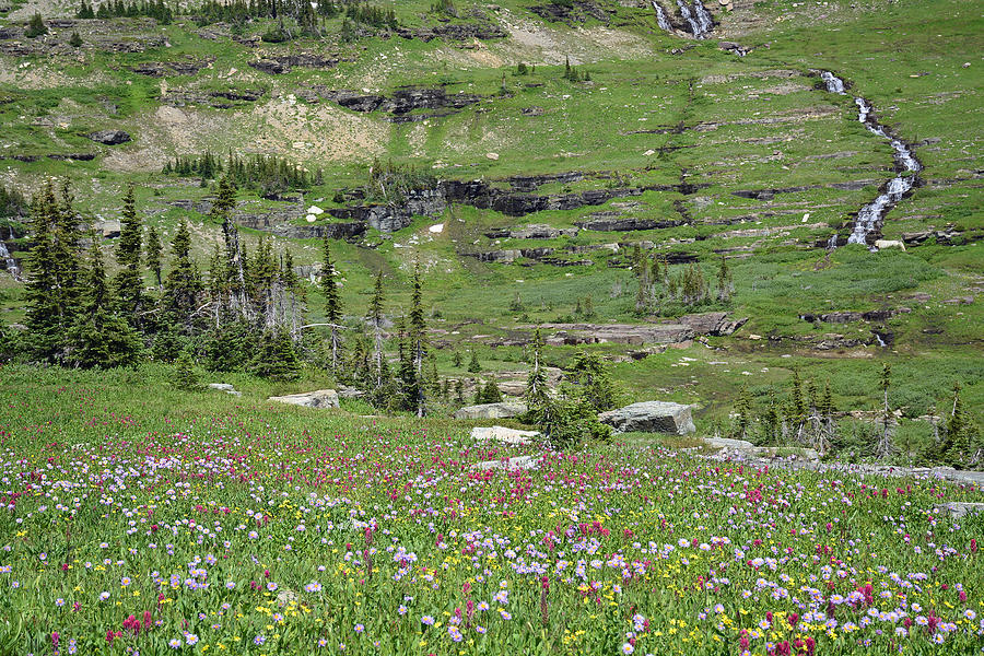 Logan Pass Wildflowers in Glacier National Park 1.2 Photograph by Bruce Gourley