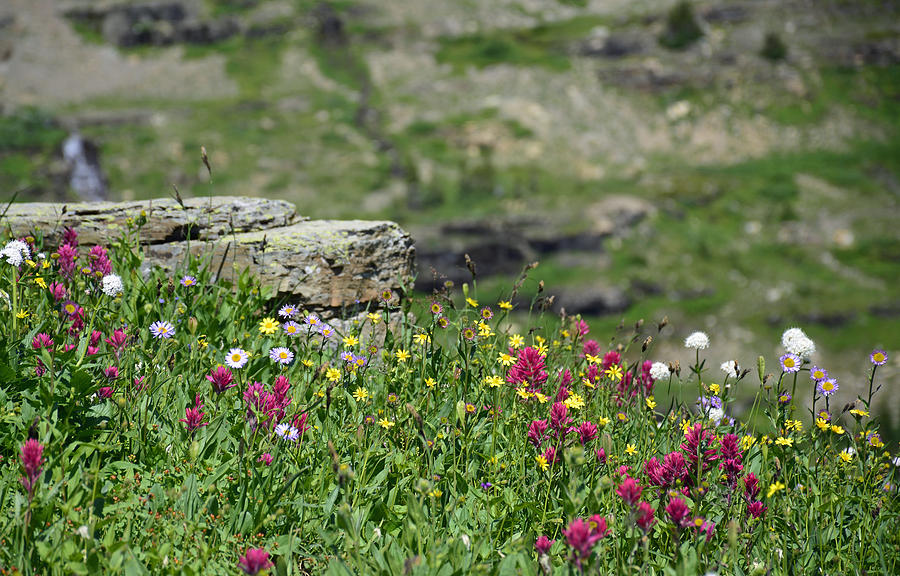 Logan Pass Wildflowers in Glacier National Park 1.3 Photograph by Bruce Gourley