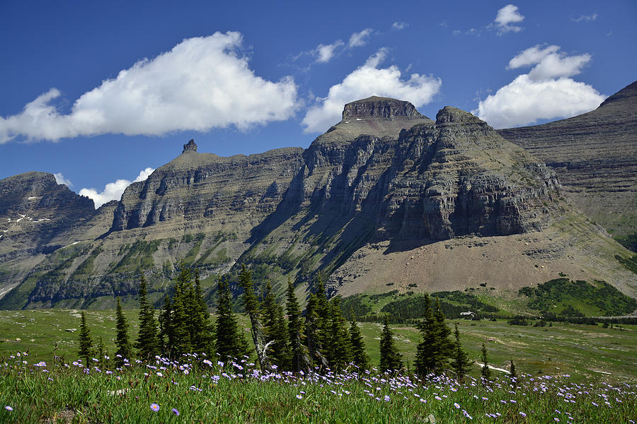 Logan Pass Wildflowers in Glacier National Park 1.4 Photograph by Bruce Gourley
