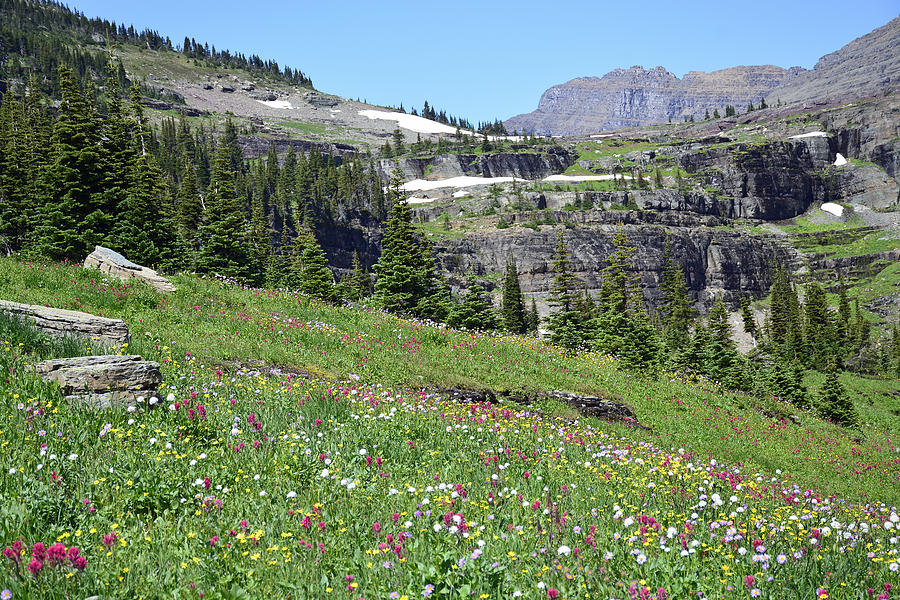 Logan Pass Wildflowers in Glacier National Park Photograph by Bruce Gourley