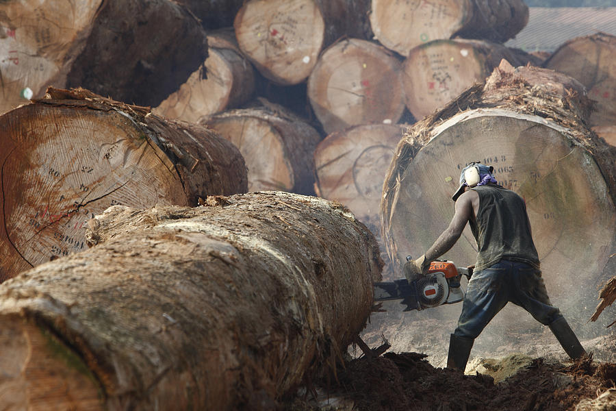 Logger Cutting Tree Trunk, Cameroon Photograph by Cyril Ruoso