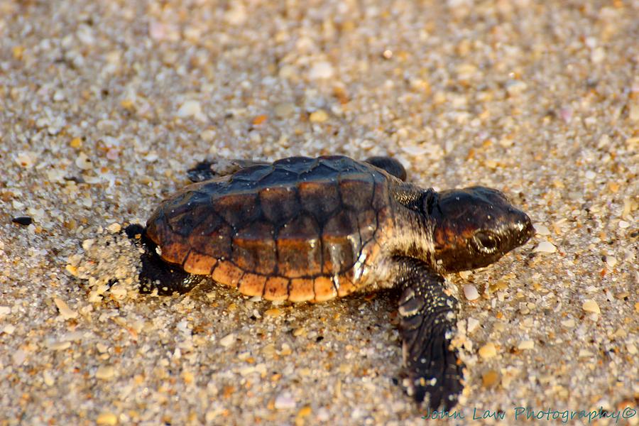 Loggerhead Hatchling Photograph by John Law - Fine Art America