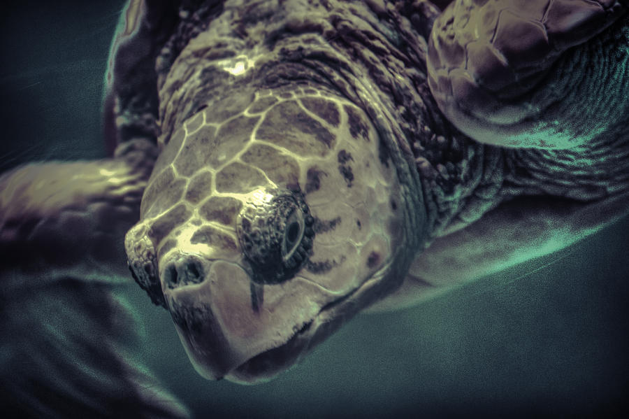 Turtle Photograph - Loggerhead by Pete Federico Turtle Photograph - Loggerhead by Pete Federico