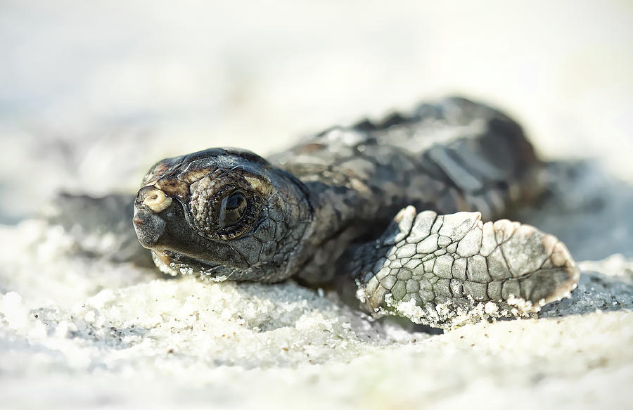 Loggerhead Sea Turtle Hatchling Photograph By Kristian Bell