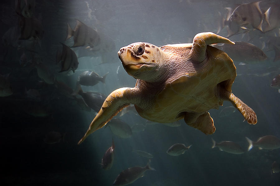 Loggerhead Sea Turtle Photograph by Marcus Taylor