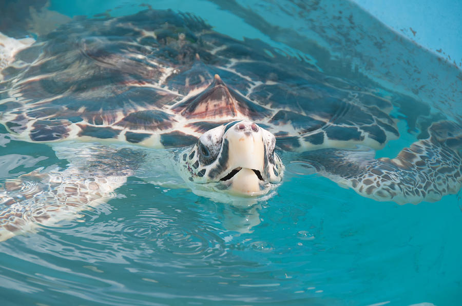 Loggerhead Sea Turtles at Isla Mujeres Turtle Sanctuary Digital Art by Carol Ailles