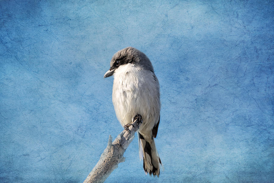 Bird Photograph - Loggerhead Shrike 2 by Kim Hojnacki