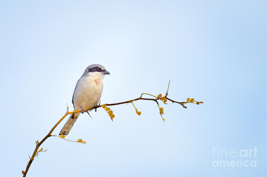 Bird Photograph - Loggerhead Shrike by Emily Bristor Bird Photograph - Loggerhead Shrike by Emily Bristor