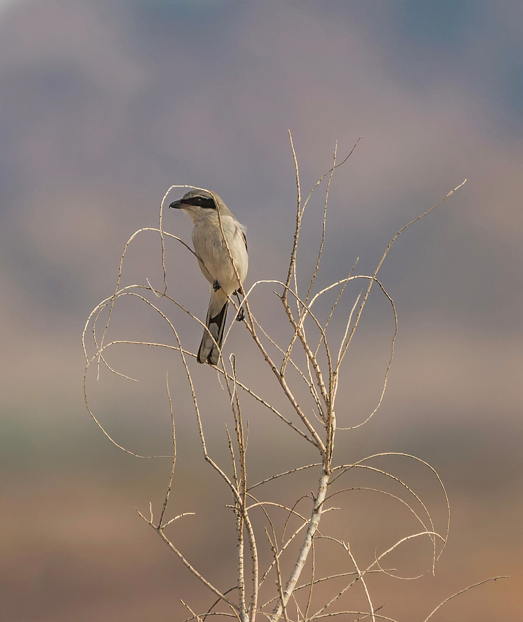 Loggerhead Shrike in the Desert Photograph by Loree Johnson