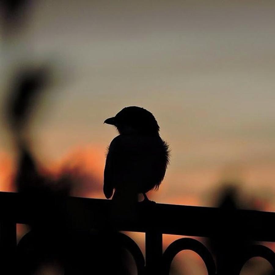 Wildlife Photograph - Loggerhead Shrike Silhouetted At Sunset by Connor Beekman
