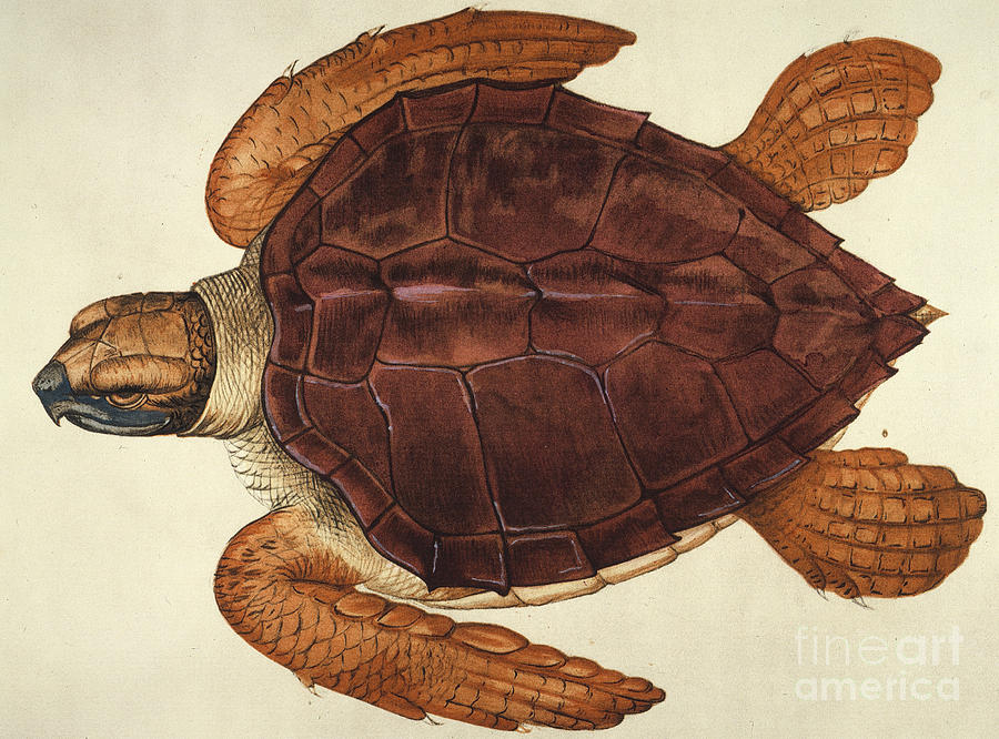 Loggerhead Turtle, 1585 Photograph by Granger
