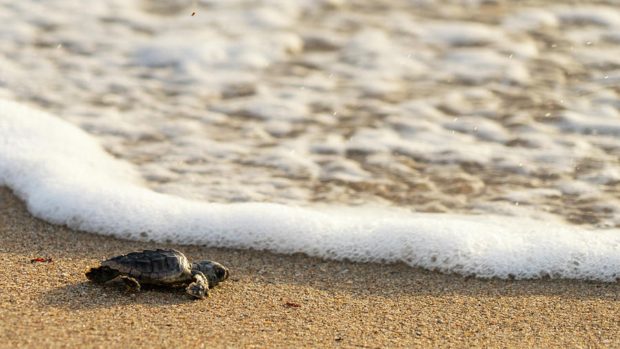 Loggerhead Turtle Hatchling 3 Delray Beach Florida Photograph by Lawrence S Richardson Jr