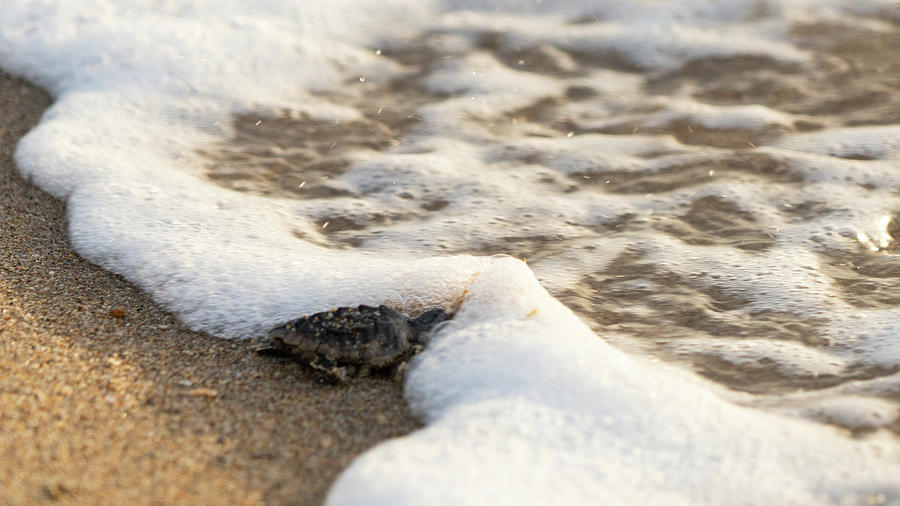 Loggerhead Turtle Hatchling 5 Delray Beach Florida Photograph by Lawrence S Richardson Jr