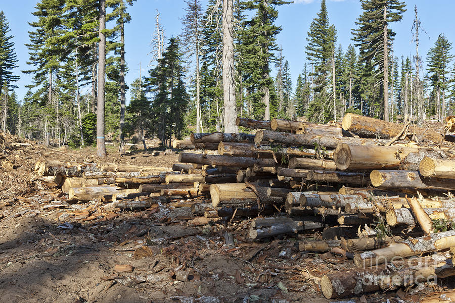 Logging Of White Fir Photograph by Inga Spence Logging Of White Fir Photograph by Inga Spence