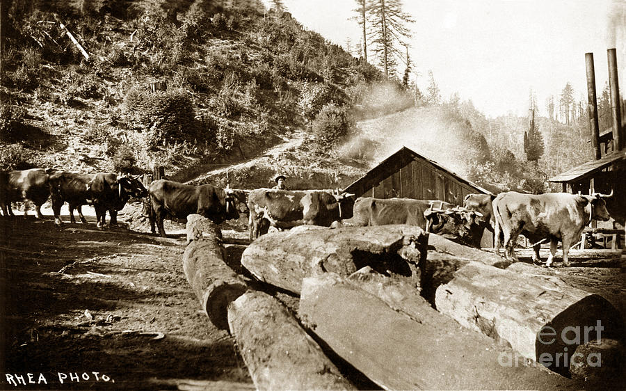 Logging Photograph - Logging with oxen at a Saw mill Sonoma County California Circa 1900 by Monterey County Historical Society