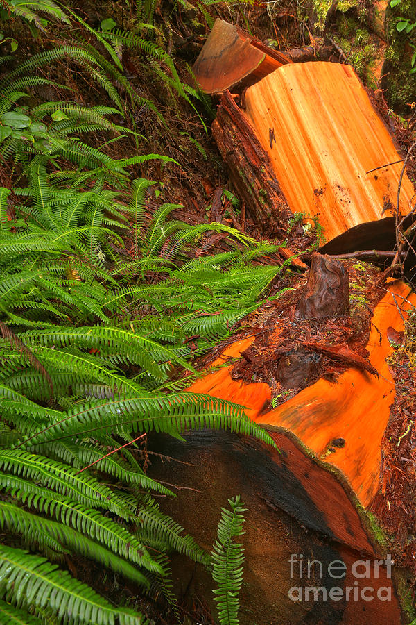 Logs And Ferns Photograph by Adam Jewell