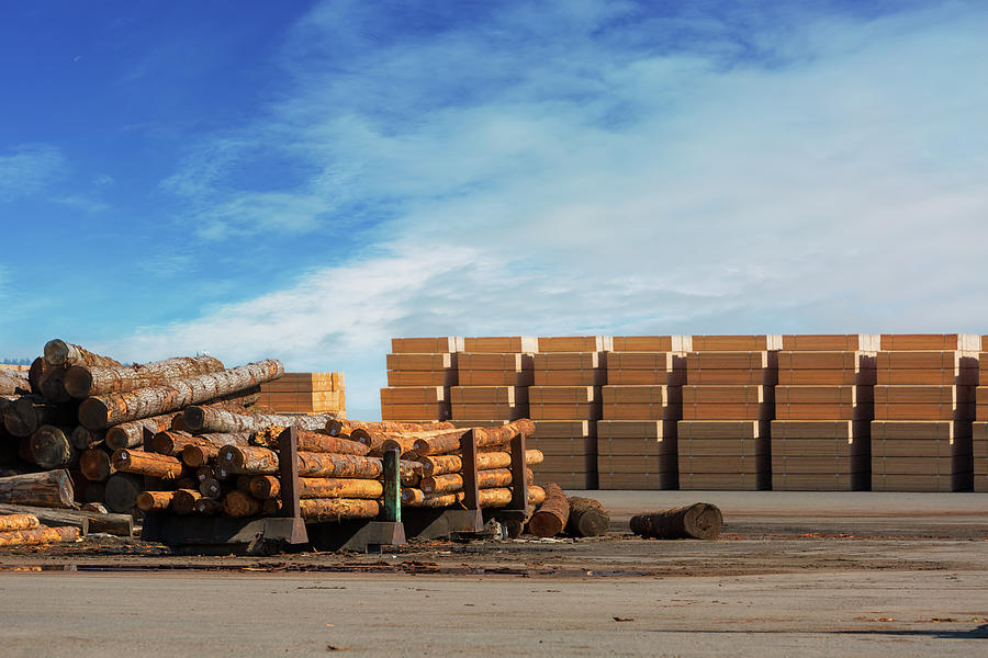 Logs and Plywood at Lumber Mill Photograph by David Gn