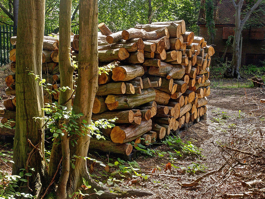 Logs Ready For Winter Photograph by Gill Billington