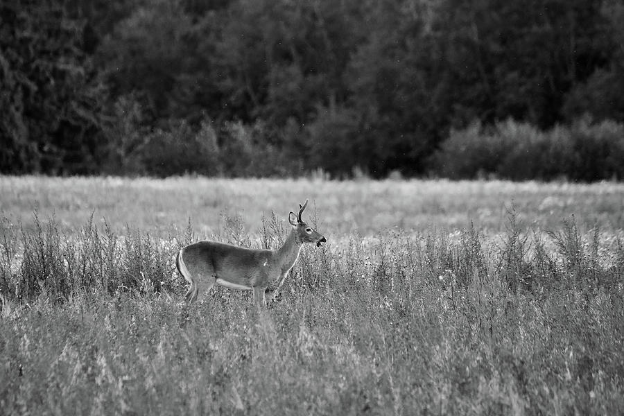 Finland Photograph - LOL. White-tailed deer BW by Jouko Lehto